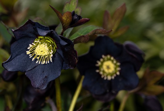 Goth gardens are trending — here’s how to plant your own