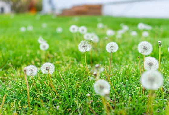 ‘No Mow May’ is out, ‘Slow Mow Summer’ is in