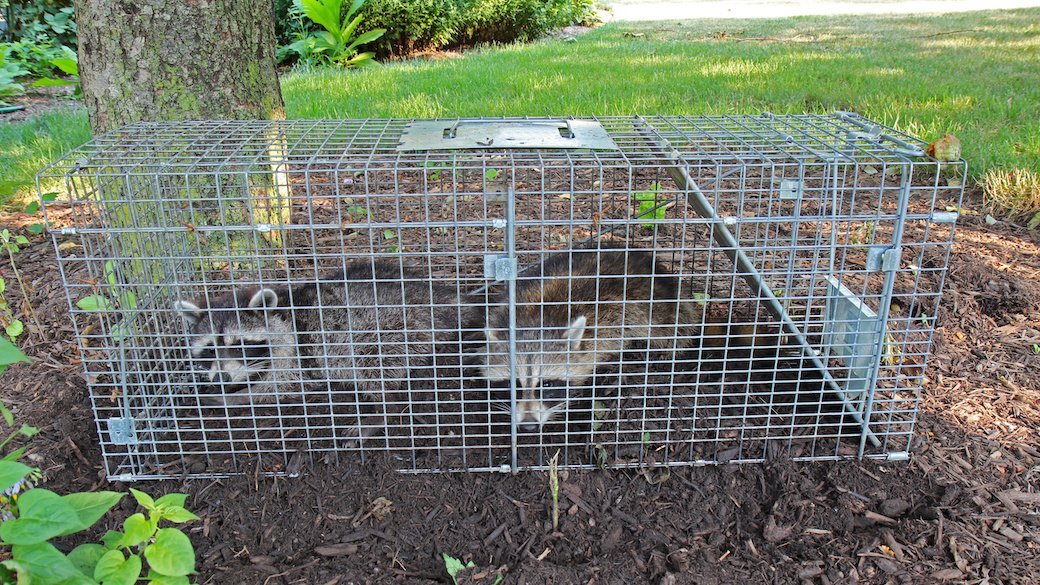 5 Best Animal Traps Oct. 2020 BestReviews