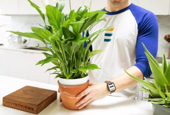 The 7 best ceramic planter pots