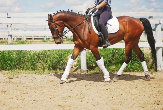 Best horse saddle pad for summer