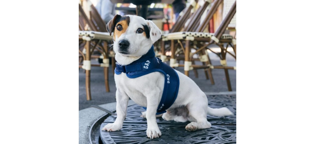 Dog wearing Hooded Dog Harness, Blue