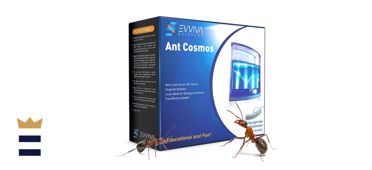 Evviva Sciences Ant Habitat