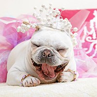 Best Disney Princess Costumes-Pet dog in princess costume